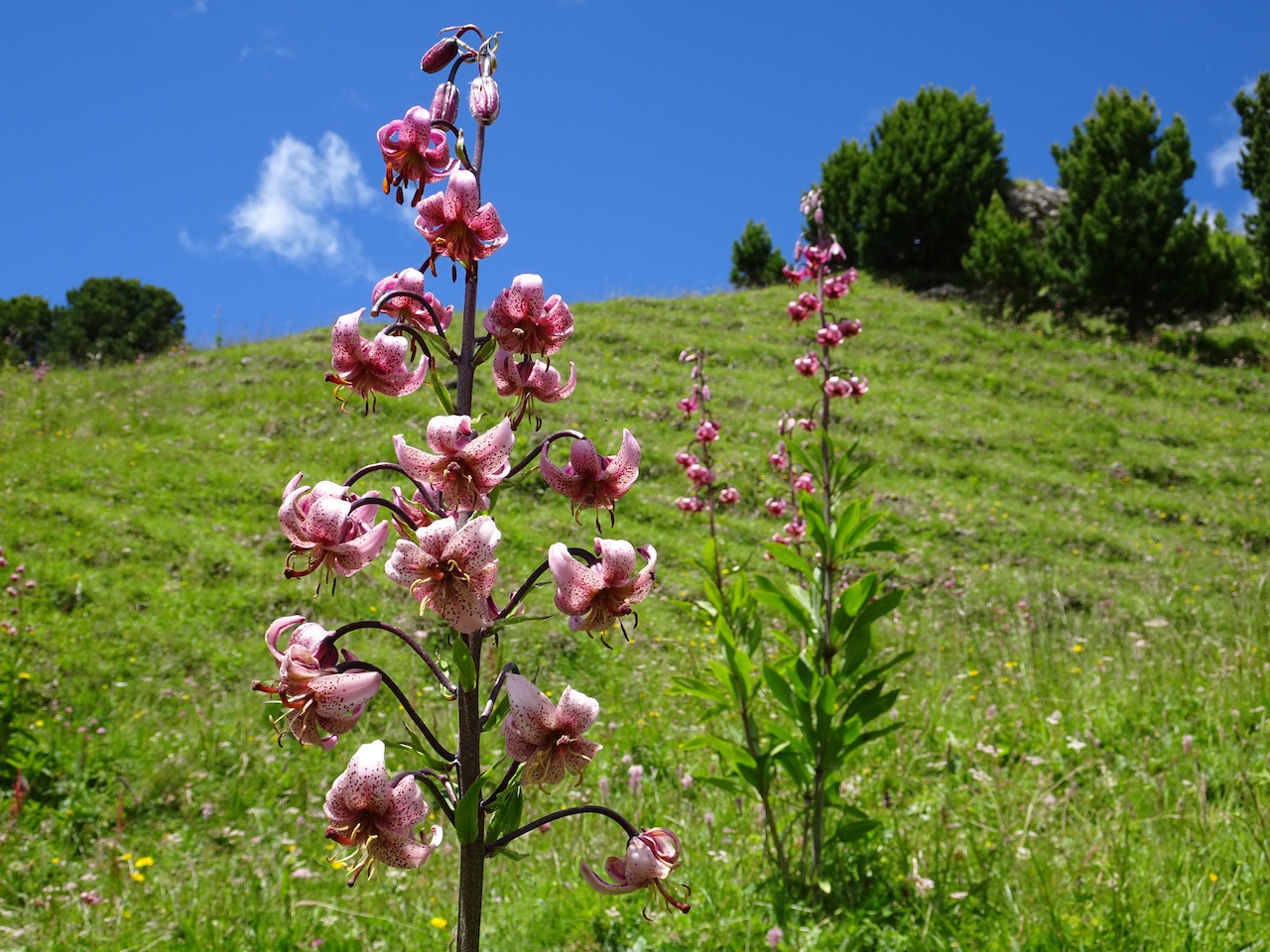 Bild "Escursioni estive:DSC02065_Kopie.jpg"